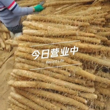 淮山药，黑鬼山药，长条，麻山药，打捆山药，假铁棍山药，
