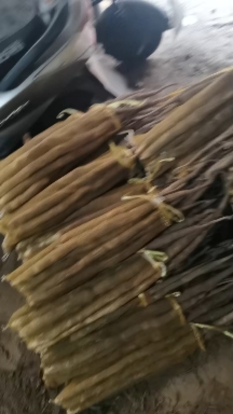 小白嘴白山药产地直发，质量有保障常年供应，代发全国