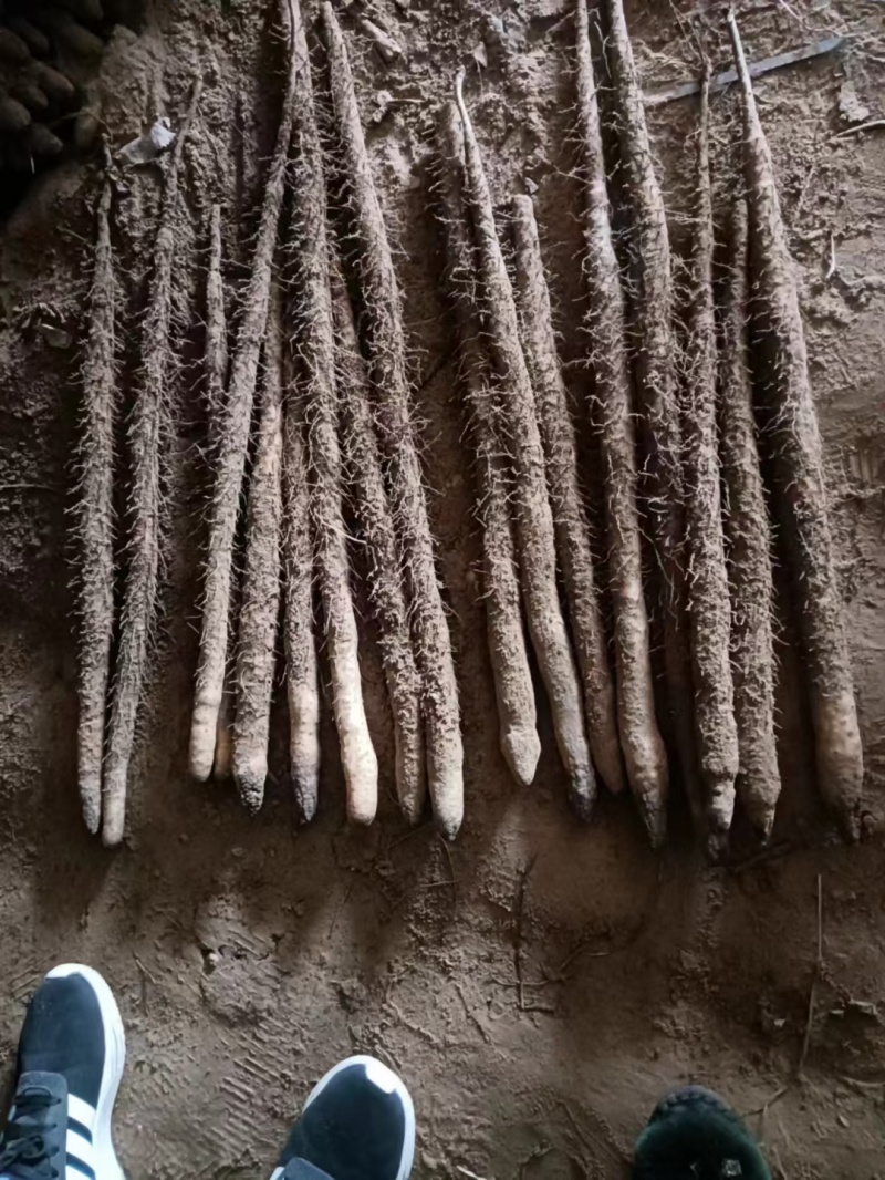小白嘴白山药产地直发，质量有保障常年供应，代发全国