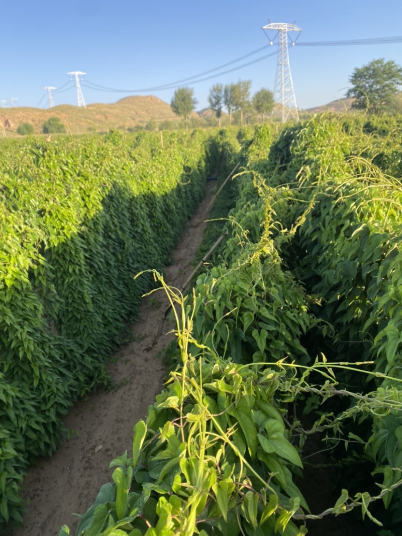 【荐】现挖正宗白玉山药可视频看货香甜粉糯直发代发