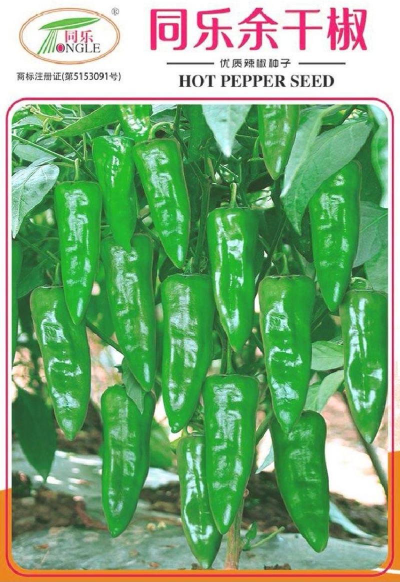 辣椒种子同乐余干椒