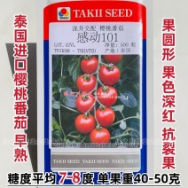 泰国进口樱桃番茄种子泷井桃太郎水果番茄种子糖度高深红色