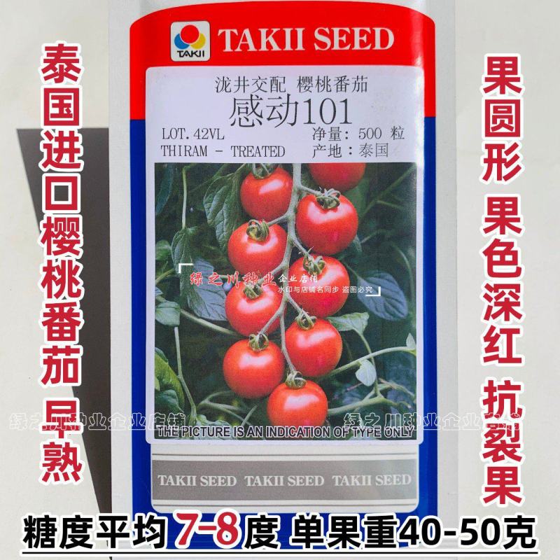 泰国进口樱桃番茄种子泷井桃太郎水果番茄种子糖度高深红色