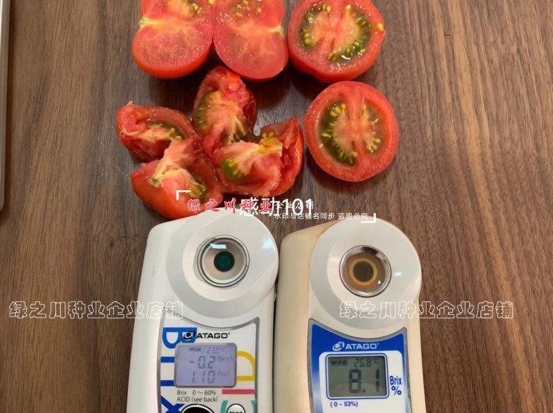泰国进口樱桃番茄种子泷井桃太郎水果番茄种子糖度高深红色