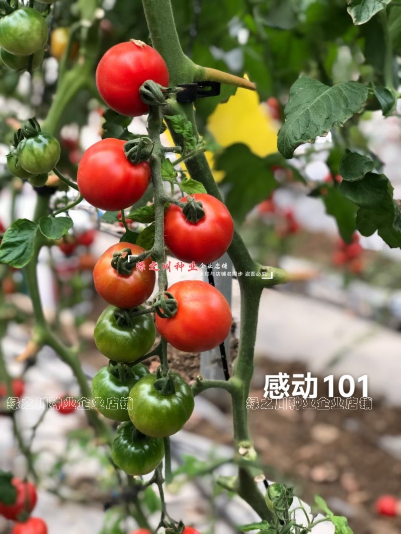 泰国进口樱桃番茄种子泷井桃太郎水果番茄种子糖度高深红色