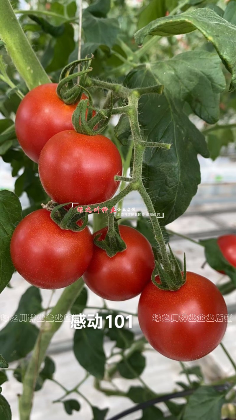 泰国进口樱桃番茄种子泷井桃太郎水果番茄种子糖度高深红色