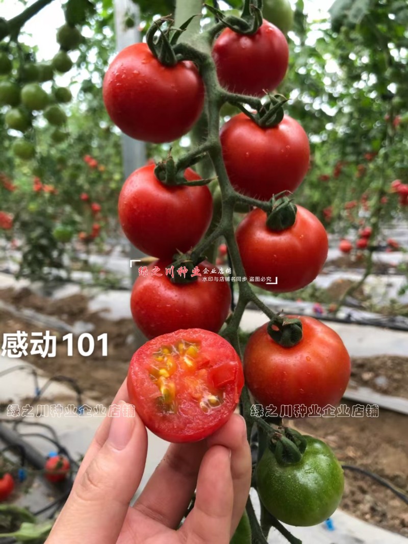 泰国进口樱桃番茄种子泷井桃太郎水果番茄种子糖度高深红色