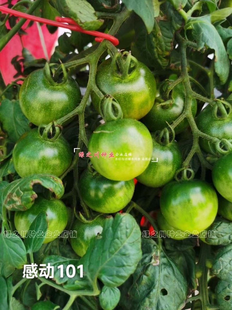 泰国进口樱桃番茄种子泷井桃太郎水果番茄种子糖度高深红色