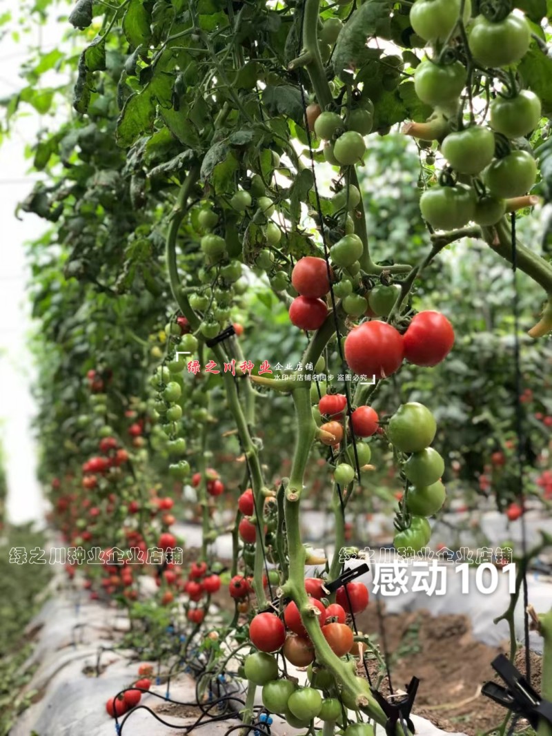 泰国进口樱桃番茄种子泷井桃太郎水果番茄种子糖度高深红色