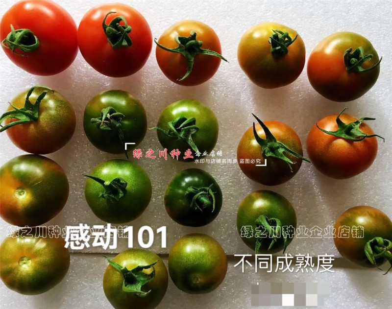 泰国进口樱桃番茄种子泷井桃太郎水果番茄种子糖度高深红色