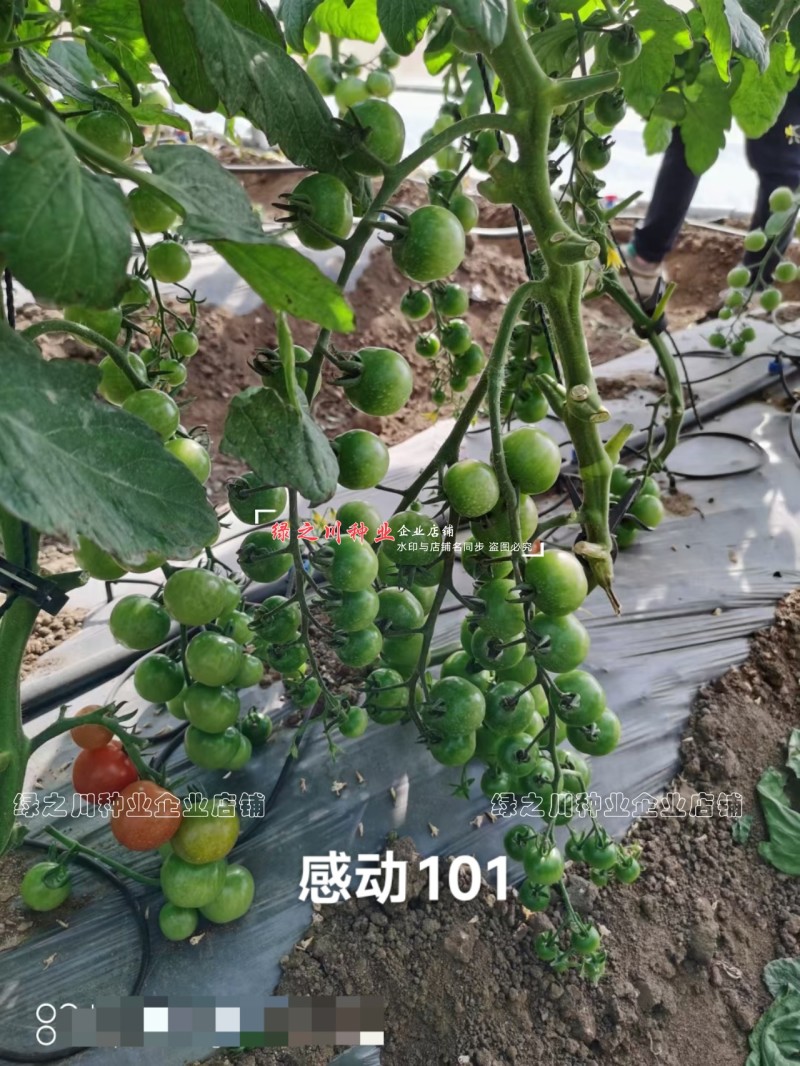 泰国进口樱桃番茄种子泷井桃太郎水果番茄种子糖度高深红色