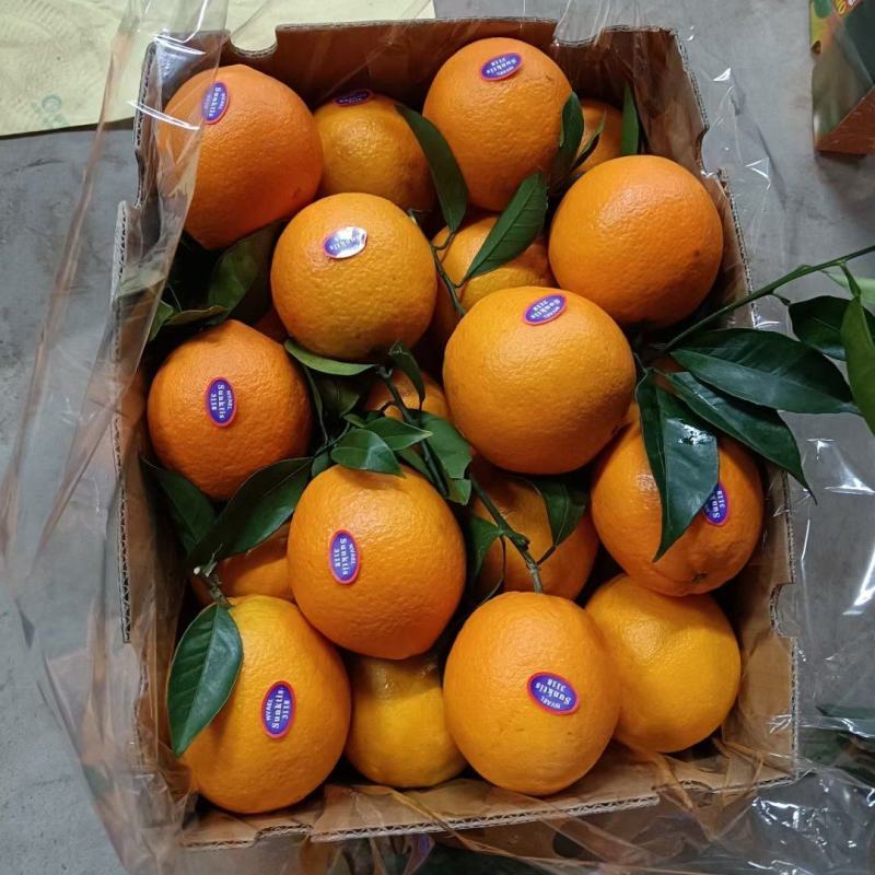 通货江西【精品】赣南脐橙十件起发货欢迎