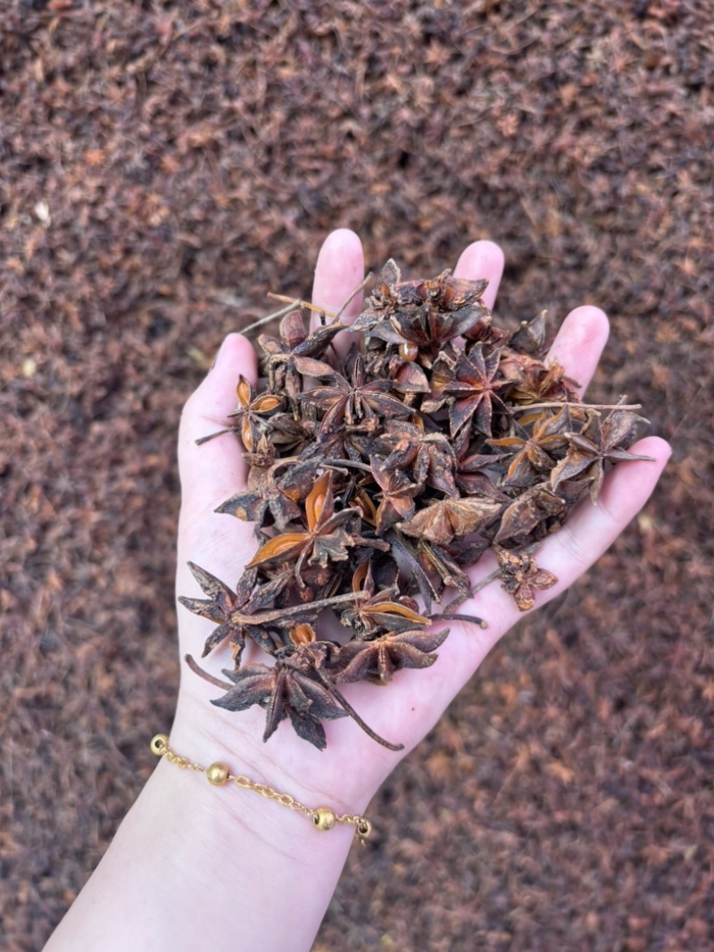 【实力商家】春花八角产地批发自然晾晒物美价廉质优