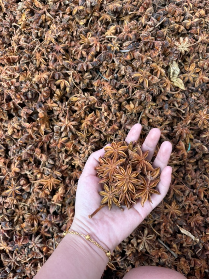 【实力商家】春花八角产地批发自然晾晒物美价廉质优