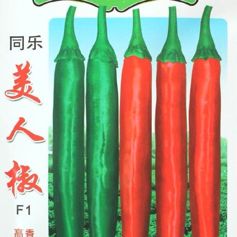 辣椒种子同乐美人椒大果美人椒连续结果性强抗病高产