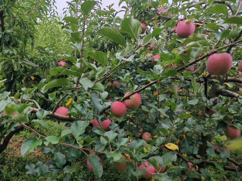 糖心红富士苹果糖心苹果产地直销一手货源可视频