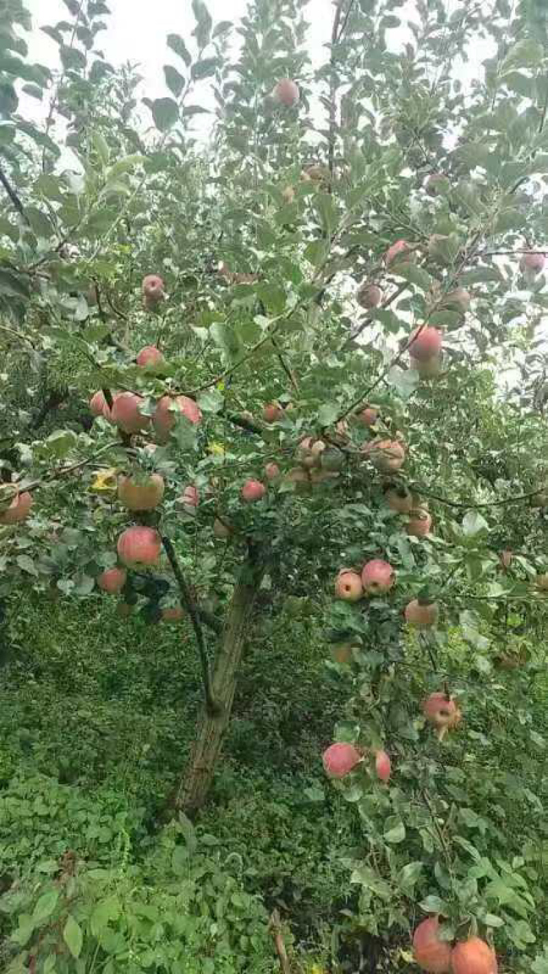 糖心红富士苹果糖心苹果产地直销一手货源可视频