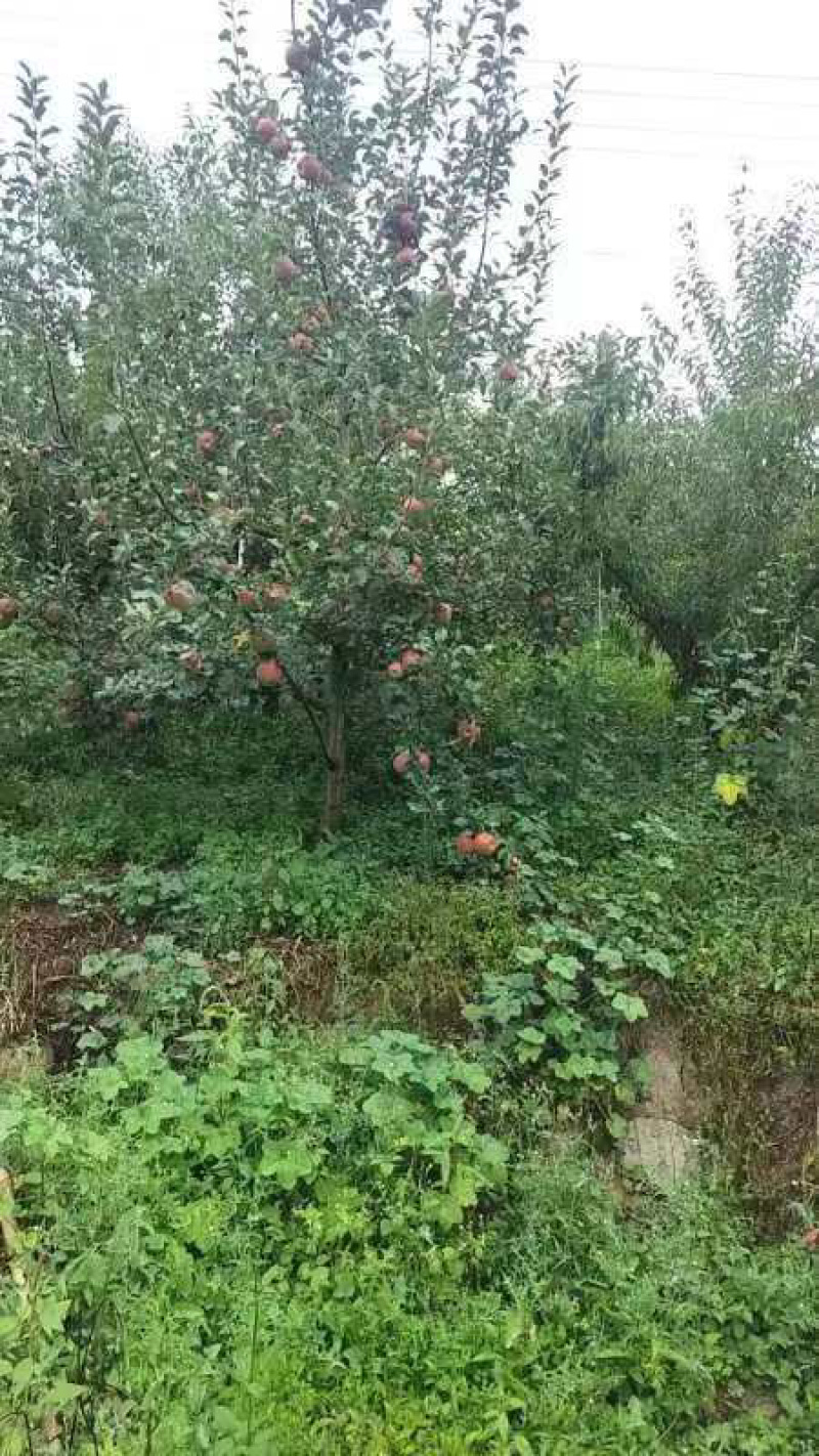 糖心红富士苹果糖心苹果产地直销一手货源可视频