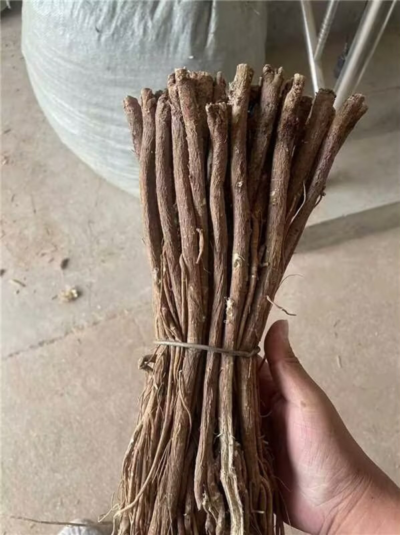 甘肃红芪产地批发质量保证大条