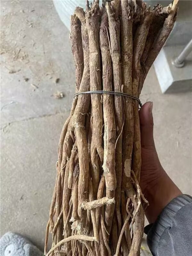 甘肃红芪产地批发质量保证大条