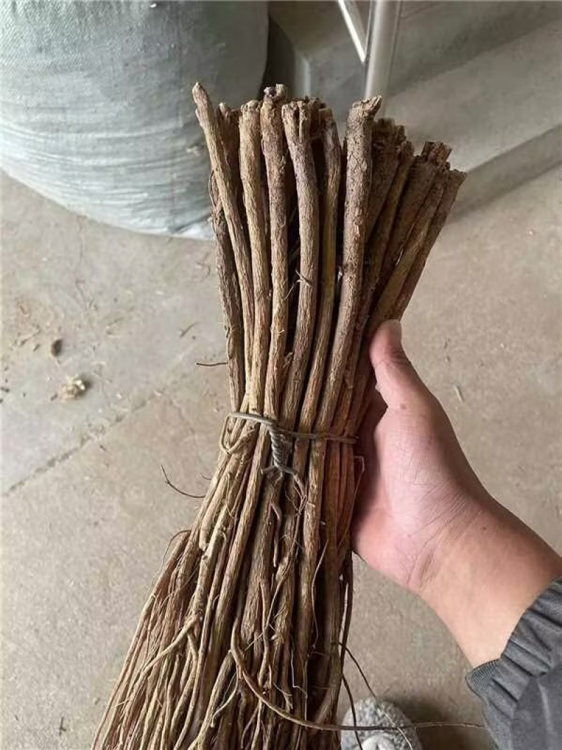 甘肃红芪产地批发质量保证大条