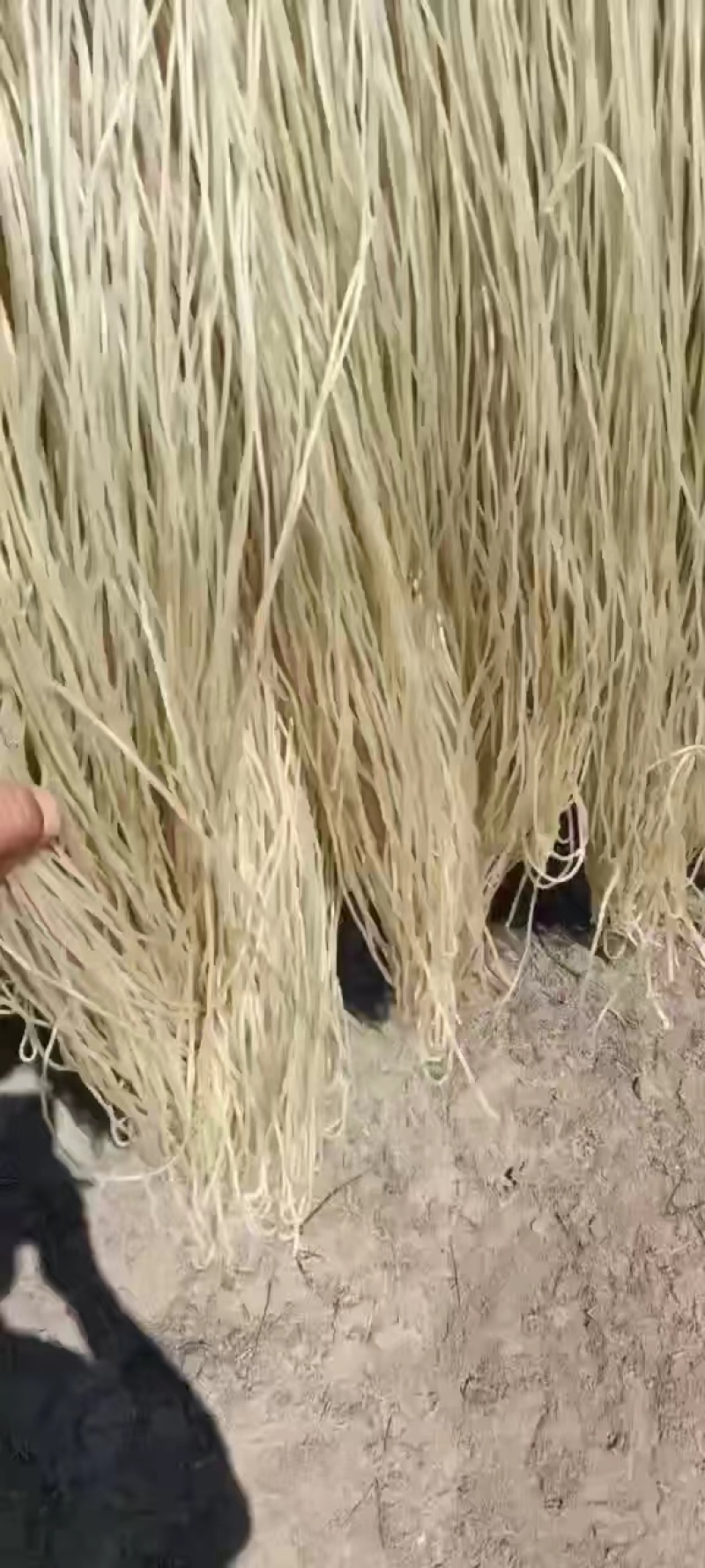 纯正自然晾晒红薯粉条加工手工红薯粉条批发