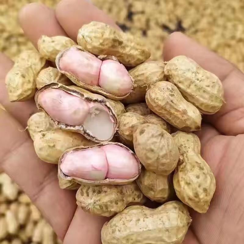 云南红河白沙花生，人工挑选个大饱满，长期大量供货保质保量