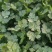 【牛商推荐】铁杆青香菜/基地直发/欢迎咨询/诚信经营