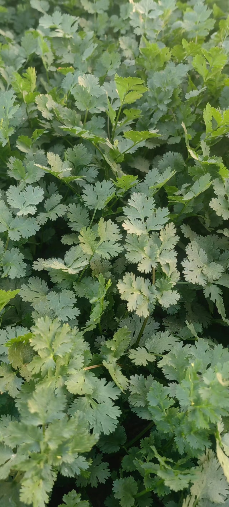 【牛商推荐】铁杆青香菜/基地直发/欢迎咨询/诚信经营