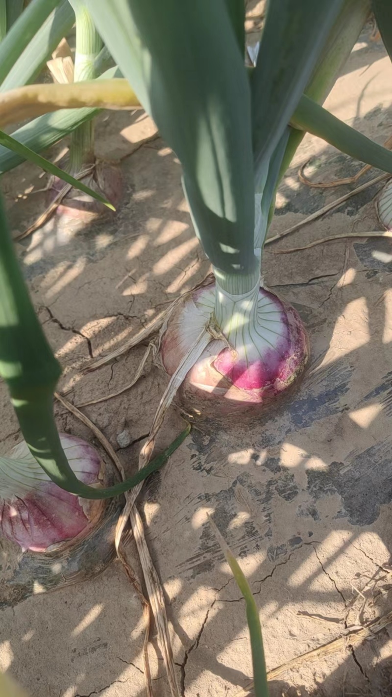 【推荐】聊城二红洋葱苗子/基地直发/技术指导/欢迎咨询