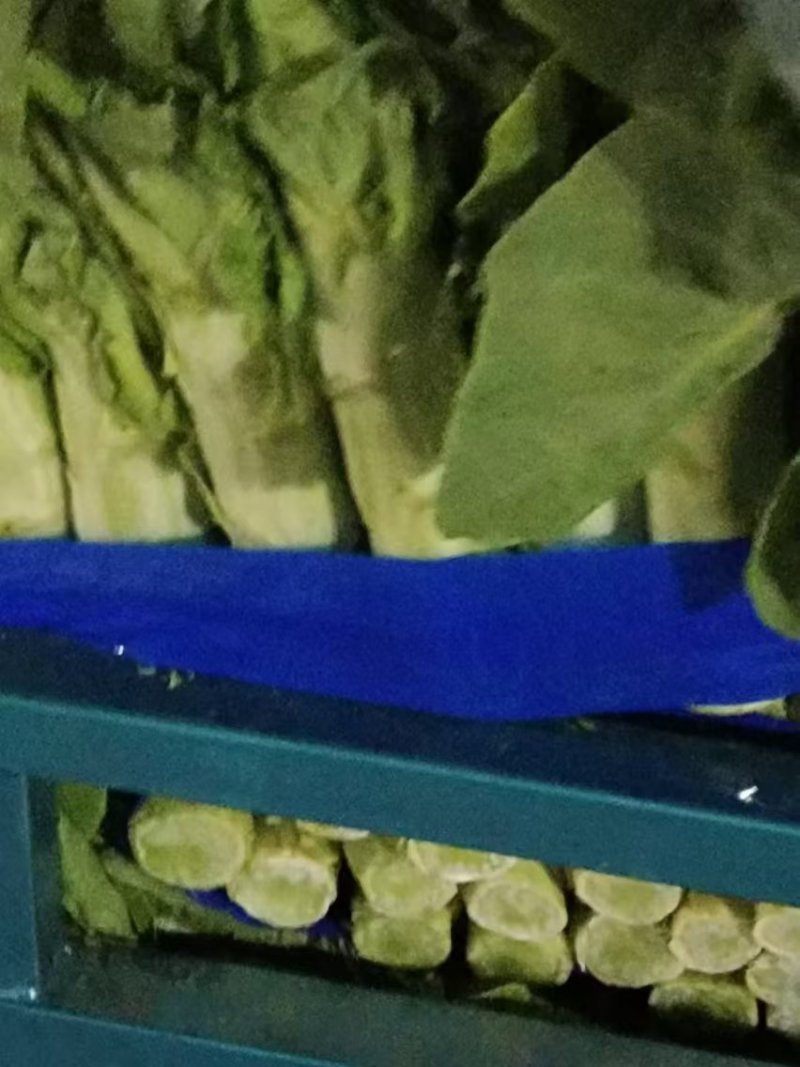 莴笋