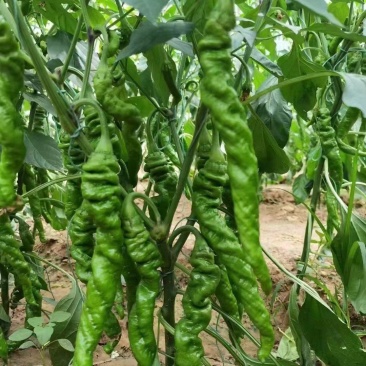 螺丝椒苗，全螺螺丝椒苗，长线椒苗，杭椒苗，尖椒苗，朝天椒