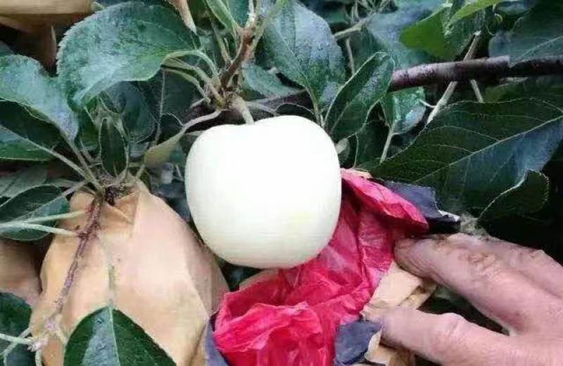 富士鲜果货源充足香脆来电
