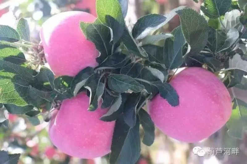 富士鲜果货源充足香脆来电