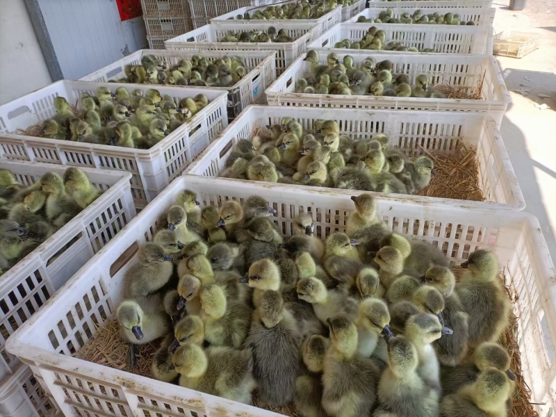 大种狮头鹅特大种灰鹅苗狮头鹅活苗顺丰快递包邮到家