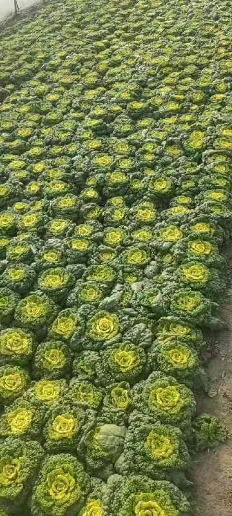 【牛商推荐】黄心菜白菜1~2斤/全国发货/欢迎咨询