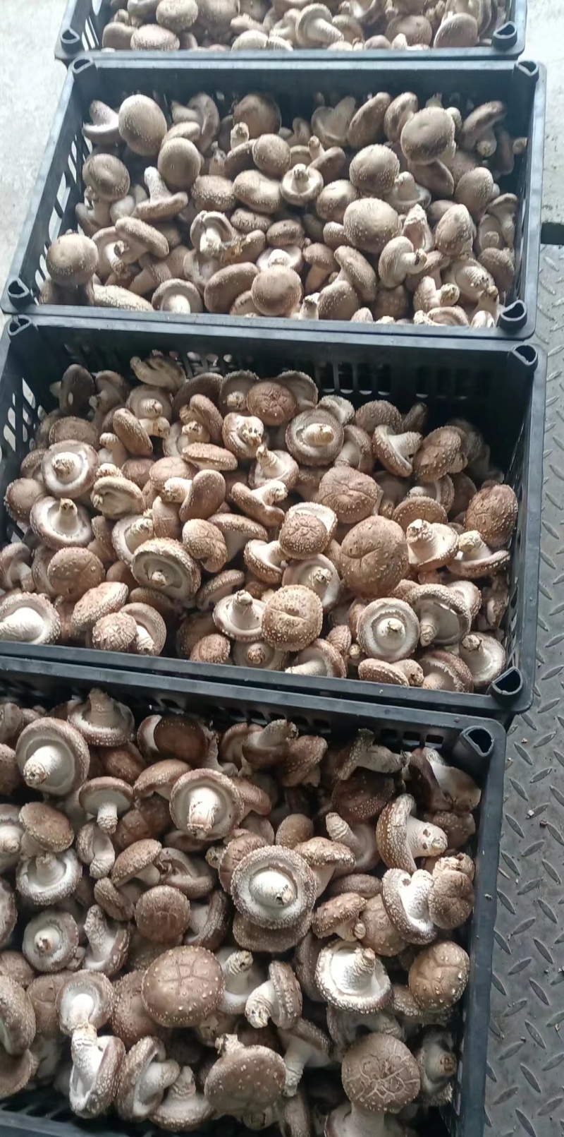 鲜香菇，一级香菇二级香菇三级香菇