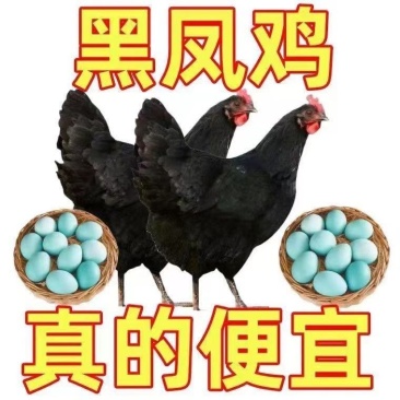 五黑绿壳蛋鸡苗青年鸡苗脱温鸡苗出壳苗大量现货顺丰快递