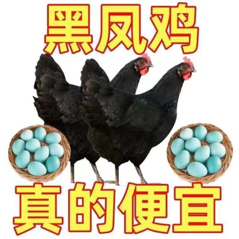 五黑绿壳蛋鸡苗青年鸡苗脱温鸡苗出壳苗大量现货顺丰快递