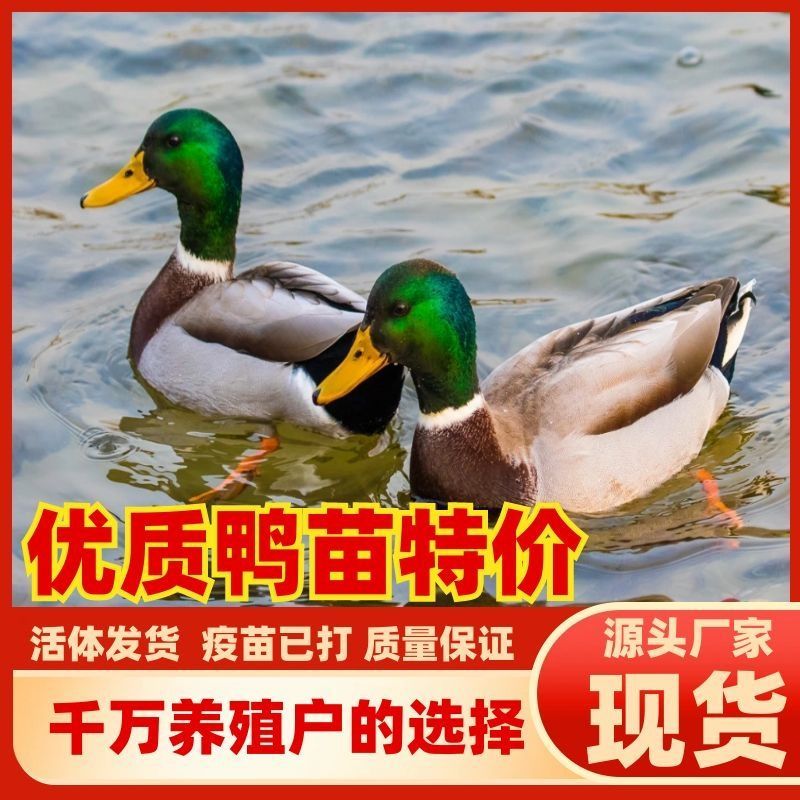 大种土鸭苗番鸭苗金定鸭苗麻鸭苗公母都有顺丰发货