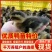 大种土鸭苗番鸭苗金定鸭苗麻鸭苗公母都有顺丰发货