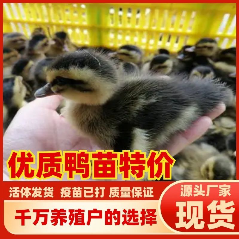 大种土鸭苗番鸭苗金定鸭苗麻鸭苗公母都有顺丰发货
