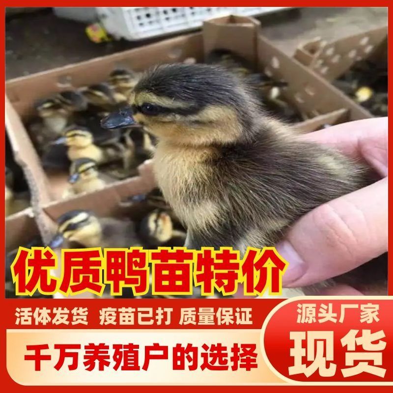 大种土鸭苗番鸭苗金定鸭苗麻鸭苗公母都有顺丰发货