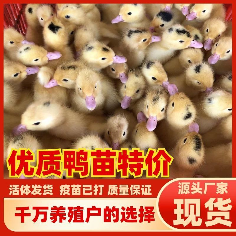 大种土鸭苗番鸭苗金定鸭苗麻鸭苗公母都有顺丰发货