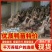 大种土鸭苗番鸭苗金定鸭苗麻鸭苗公母都有顺丰发货