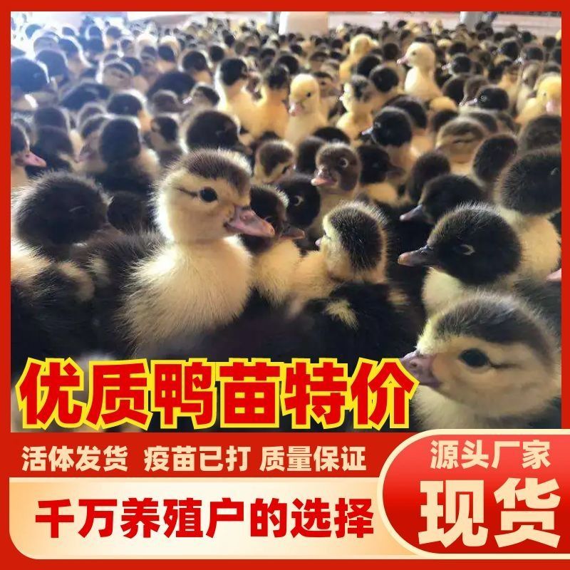 大种土鸭苗番鸭苗金定鸭苗麻鸭苗公母都有顺丰发货