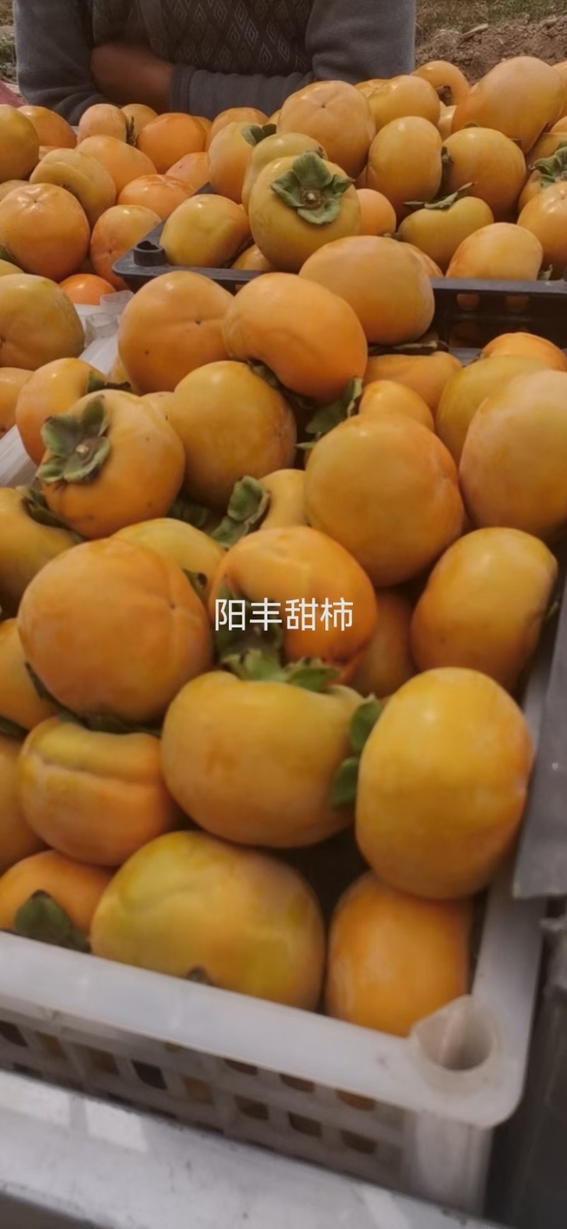 山西阳丰甜柿脆柿摘下就能吃的甜柿子货源充足量大从优