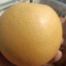 秋月梨