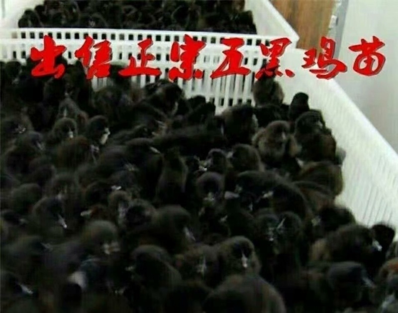厂家直销杜绝中间商五黑绿壳蛋鸡苗出壳苗脱温苗