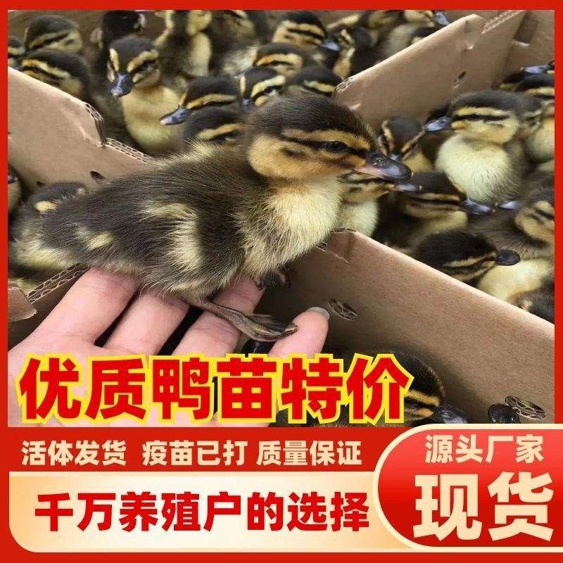 大种麻鸭苗金定鸭苗肉鸭苗番鸭苗大种肉鸭苗活苗